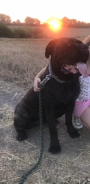 Cane corso