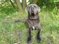 Cane corso