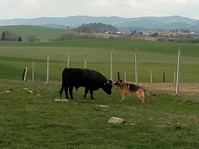 Býk plem. Dexter