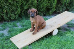 !!! RHODESKÝ RIDGEBACK !!!