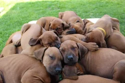 !!! RHODESKÝ RIDGEBACK !!!