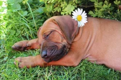 !!! RHODESKÝ RIDGEBACK !!!