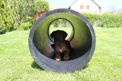 !!! RHODESKÝ RIDGEBACK !!!