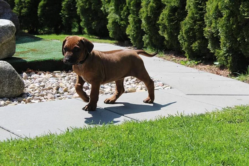 !!! RHODESKÝ RIDGEBACK !!!