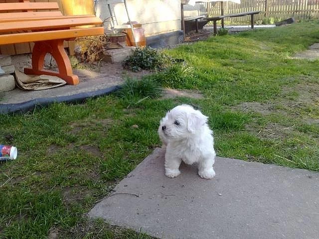 Maltézský psík - štěně