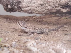 Agama vousatá
