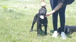 Cane Corso Male and Female4m