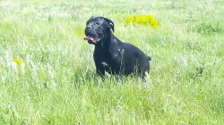 Cane Corso Male and Female4m