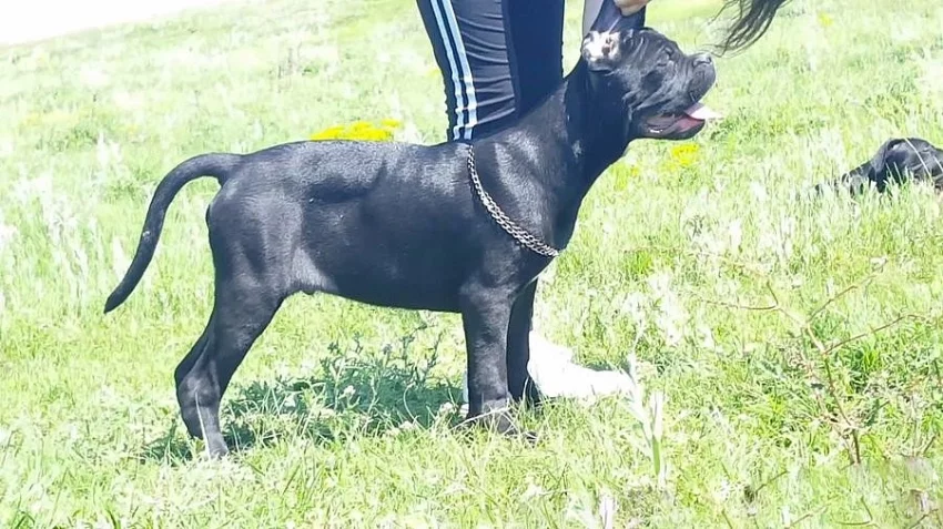 Cane Corso Male and Female4m
