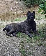 Cane Corso Male and Female4m