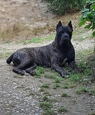 Cane Corso Male and Female4m