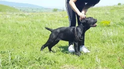 Cane Corso Male and Female4m