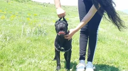 Cane Corso Male and Female4m