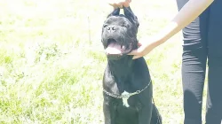 Cane Corso Male and Female4m