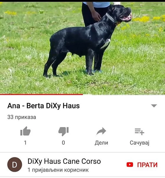 Cane Corso Female 3.years.
