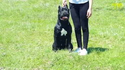 Cane Corso Female 3.years.