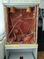 Terárium pro chameleona