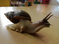 Achatina reticulata - darujeme