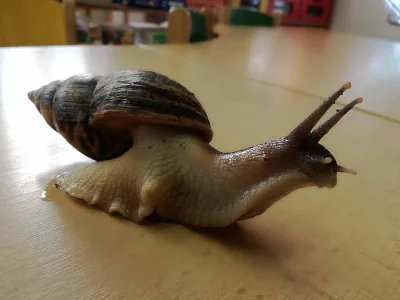 Achatina reticulata - darujeme