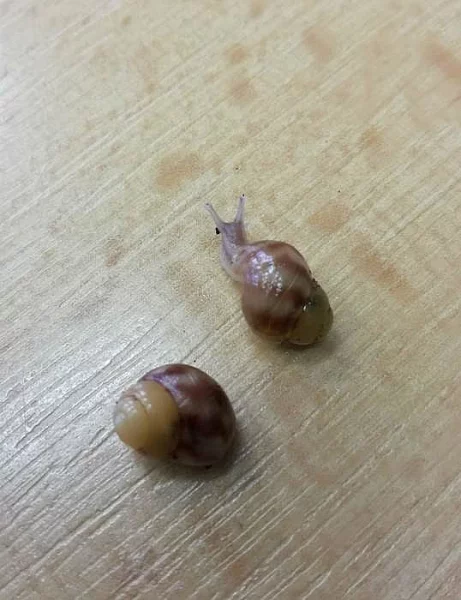 Achatina reticulata - darujeme