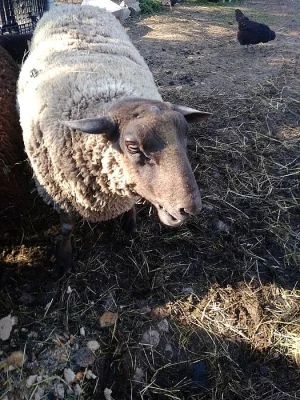 Chovný beran