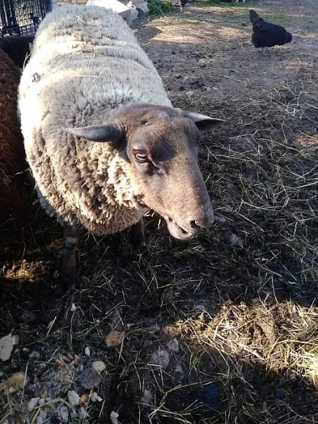 Chovný beran