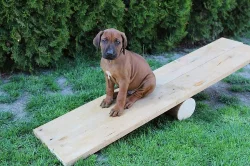 !!! RHODÉSKÝ RIDGEBACK !!!