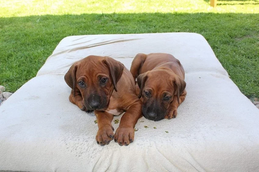 !!! RHODÉSKÝ RIDGEBACK !!!