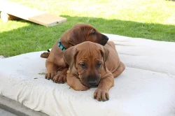 !!! RHODÉSKÝ RIDGEBACK !!!