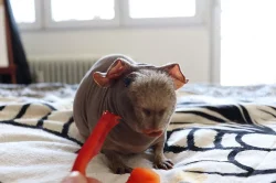 Skinny morče