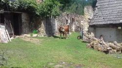 Prodám hodnou krávu na mléko