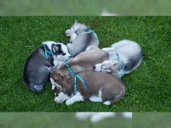Sibiřský Husky~5.000 Kč