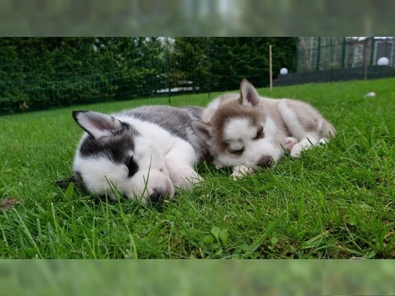 Sibiřský Husky~5.000 Kč