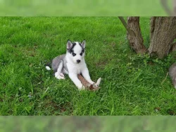 Sibiřský Husky~5.000 Kč