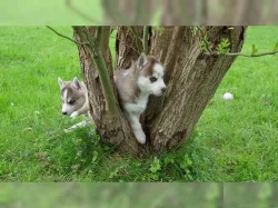 Sibiřský Husky~5.000 Kč