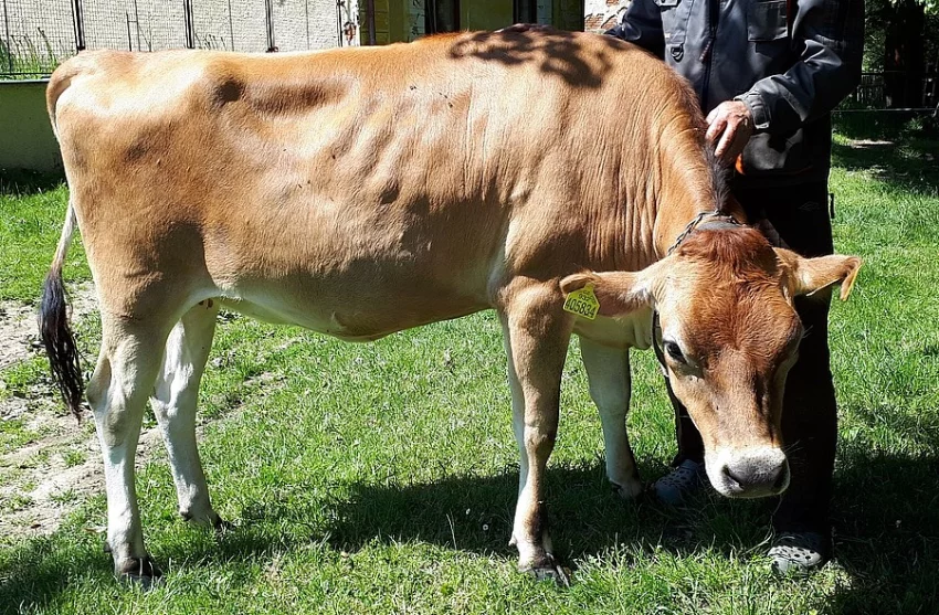 Prodám březí jalovici jersey