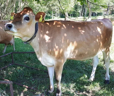 Prodám březí jalovici jersey