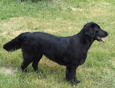 Flat Coated Retriever  št. s PP – přijímáme rezervace