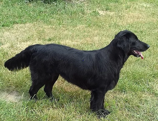 Flat Coated Retriever št. s PP – přijímáme rezervace