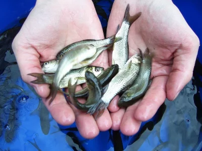 Amur 12-15cm