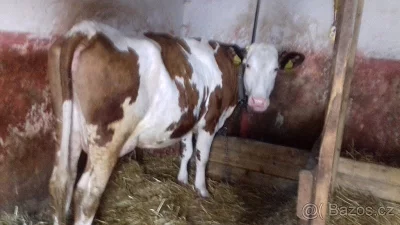 Prodám Krávu (červená straka) i s dojačkou