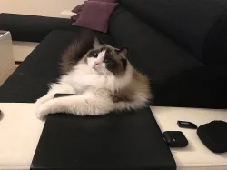 Ragdoll - kocour Caesar