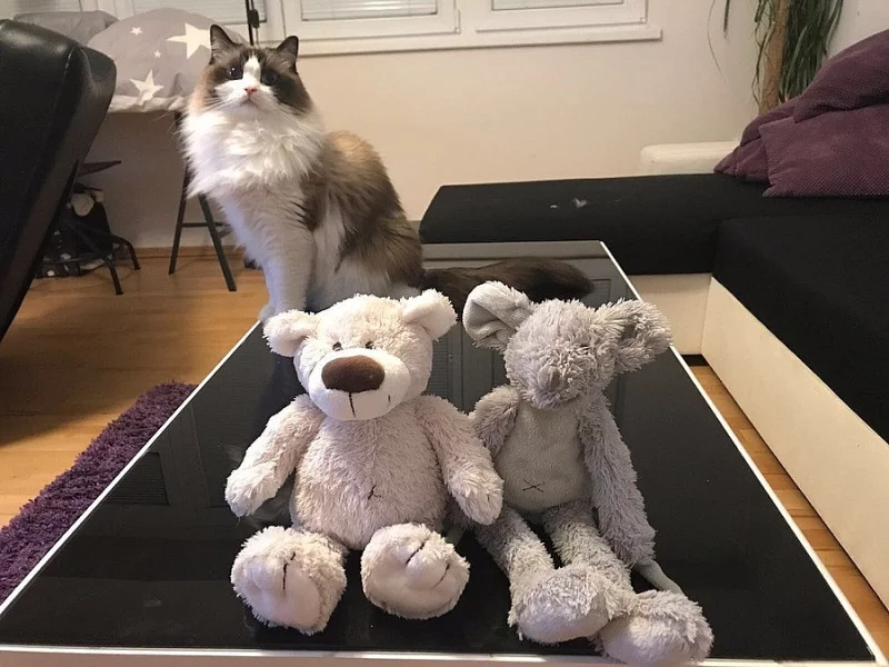 Ragdoll - kocour Caesar