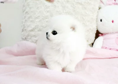 Nádherná Pomořské štěňata