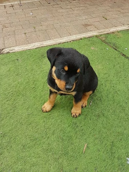 malá štěňátka Rottweiler