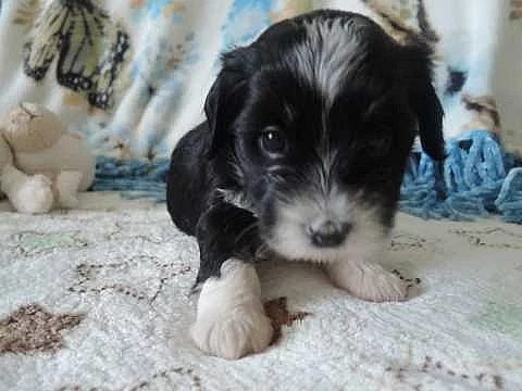 Havanese štěňata