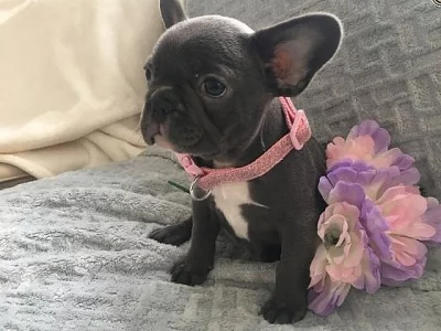 Francouzský buldoček štěňata