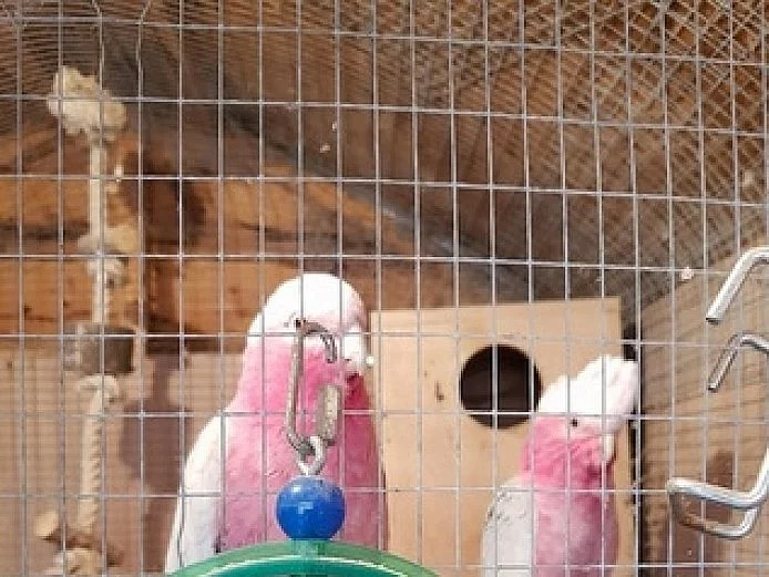 2 krotký-ruka-choval galah Cockatoos