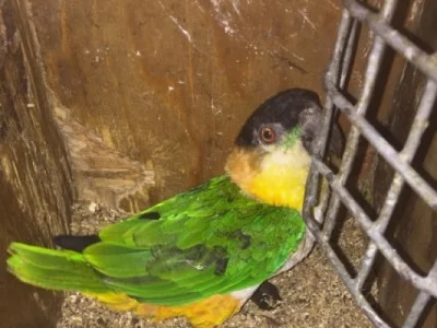 Osvědčený černý šel caique