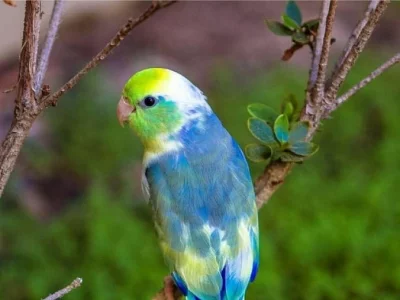 Roztomilý papoušci Ve všech barvách